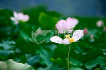 荷花