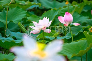 荷花