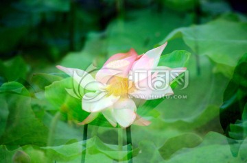 荷花