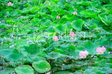 荷花