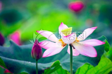 荷花