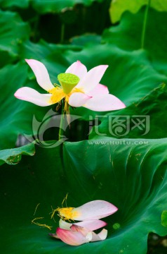 荷花