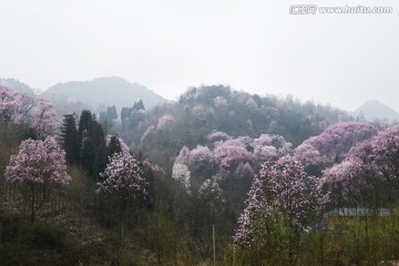 成片的辛夷花树