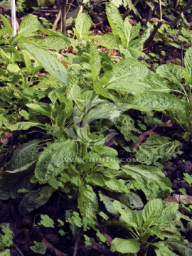 药用植物荔枝草