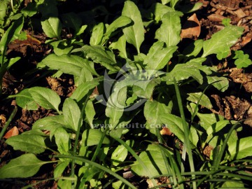 药用植物夏枯草
