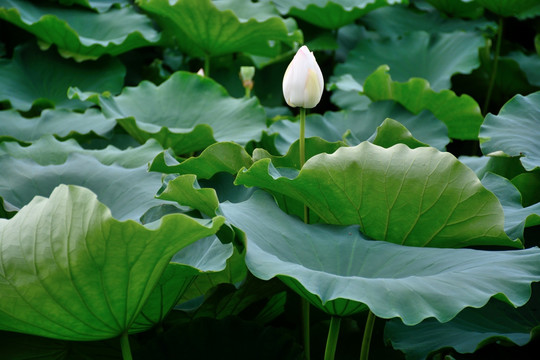 莲花