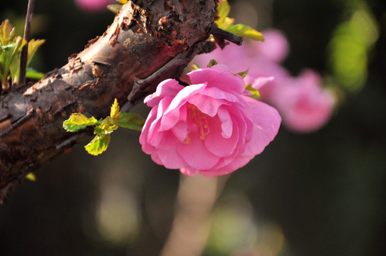 木棉花