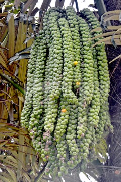 砂糖椰子花果