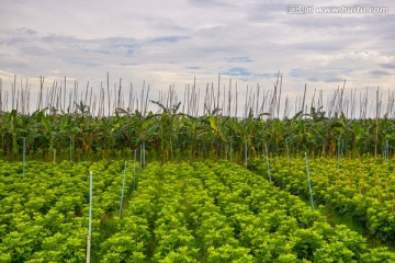 香蕉种植