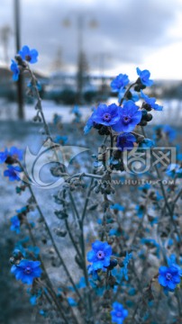 （创意摄影）蓝色的野花