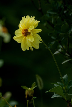 大丽花