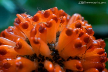 枸树果