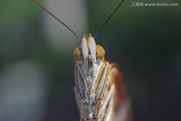 蝴蝶
