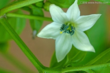 辣椒花