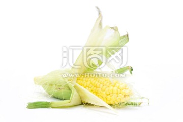 苞米 玉米