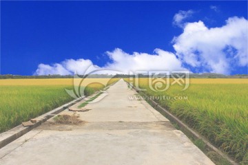 希望的田野