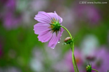 红花
