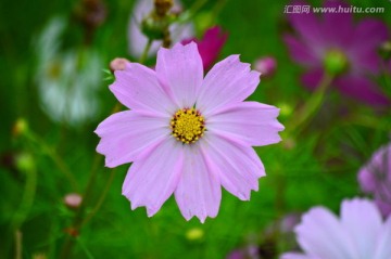 红花