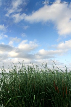 湿地 芦苇