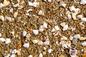 沙滩 贝壳