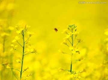 小蜜蜂油菜花