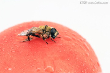 蜜蜂特写