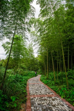 竹林小道