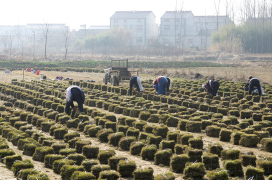 移植草坪 农业劳动