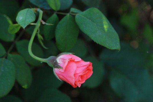月季花