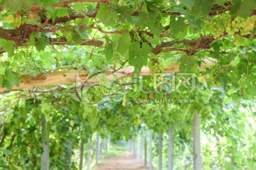 葡萄架 绿荫走廊 新疆绿葡萄