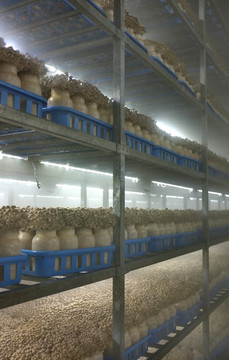 蟹味菇生产