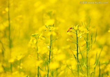 油菜花与小蜜蜂