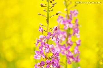 野花紫花