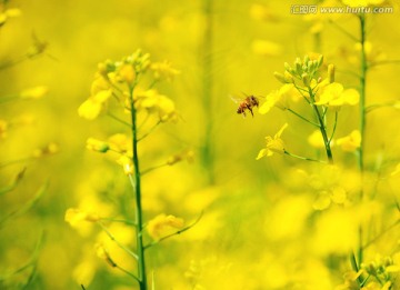 黄色油菜花和蜜蜂