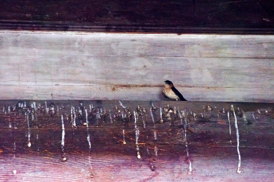 宏村古建筑木质房梁上的小燕子