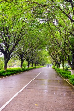 雨后的大夫山森林公园