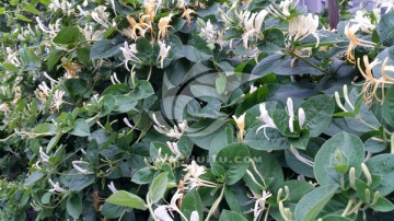夏天盛开的金银花