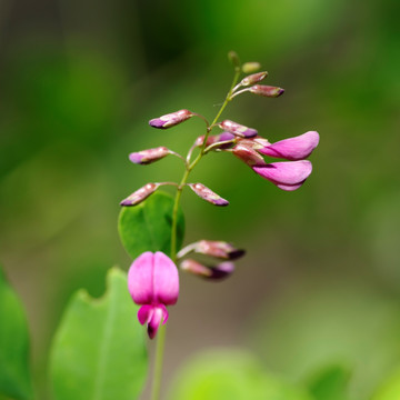 小花