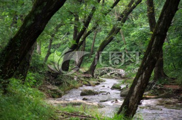 琅琊山幽香谷溪流