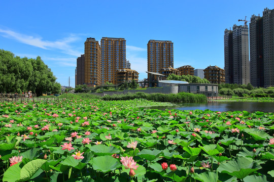 荷花池