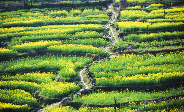 山坡上的油菜花