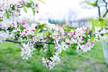 白花 苹果花