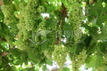 吐鲁番葡萄 新疆葡萄 葡萄架