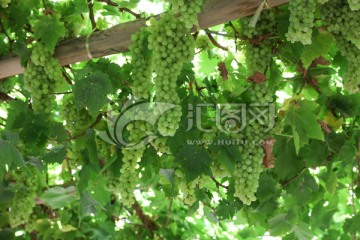 吐鲁番葡萄 新疆葡萄 葡萄架