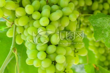 新疆绿葡萄 吐鲁番葡萄