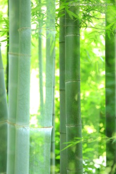 唯美抽象竹子