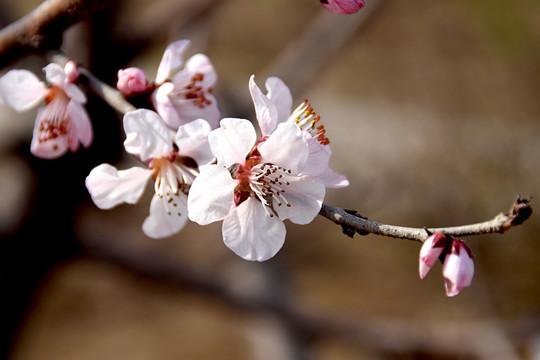 桃花