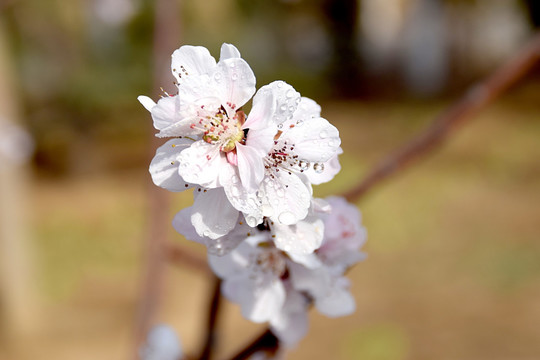 桃花