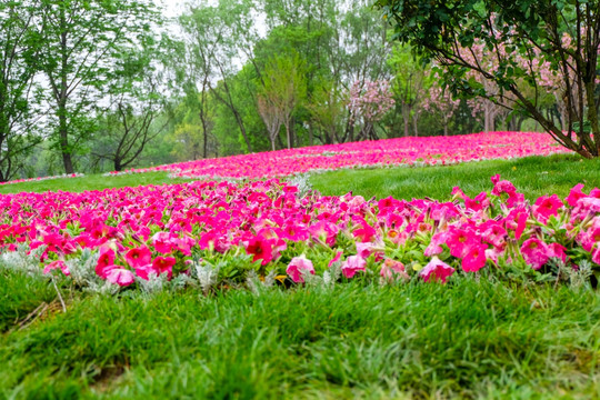 牵牛花 花海