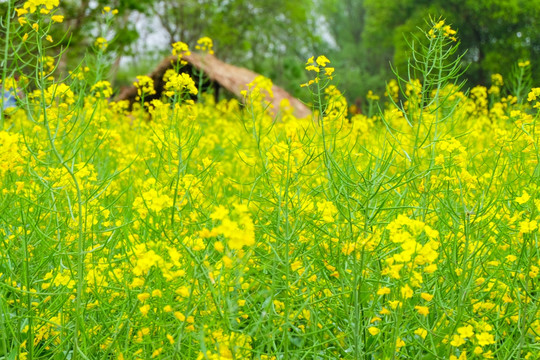 油菜花